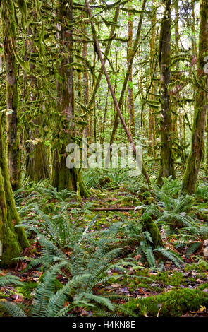 Temperate rainforest, Paradise Valley,Great Bear Rainforest,  Squamish, British Columbia, Canada Stock Photo