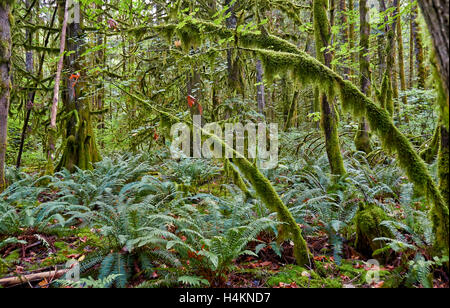 Temperate rainforest, Paradise Valley,Great Bear Rainforest,  Squamish, British Columbia, Canada Stock Photo