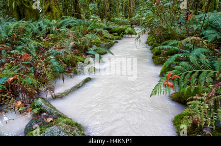 milky river in Great Bear Rainforest, Paradise Valley,Temperate rainforest,  Squamish, British Columbia, Canada Stock Photo