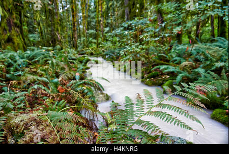 milky river in Great Bear Rainforest, Paradise Valley,Temperate rainforest,  Squamish, British Columbia, Canada Stock Photo