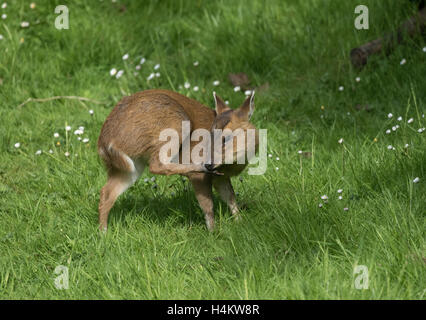 Baby Muntjac Deer also called Barking Deer  Muntiacus reevesi feedin in a woodland glade Oxfordshire Stock Photo