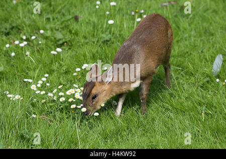 Baby Muntjac Deer also called Barking Deer  Muntiacus reevesi feedin in a woodland glade Oxfordshire Stock Photo