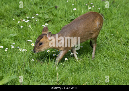 Baby Muntjac Deer also called Barking Deer  Muntiacus reevesi feedin in a woodland glade Oxfordshire Stock Photo