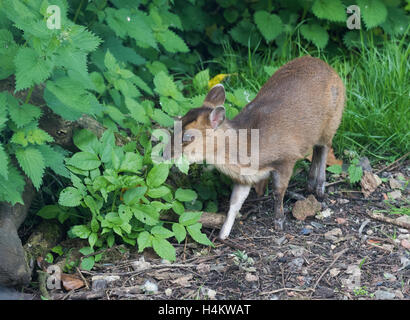 Baby Muntjac Deer also called Barking Deer  Muntiacus reevesi feedin in a woodland glade Oxfordshire Stock Photo