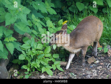 Baby Muntjac Deer also called Barking Deer  Muntiacus reevesi feedin in a woodland glade Oxfordshire Stock Photo