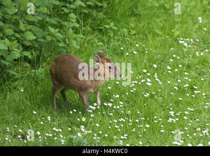 Baby Muntjac Deer also called Barking Deer  Muntiacus reevesi feedin in a woodland glade Oxfordshire Stock Photo