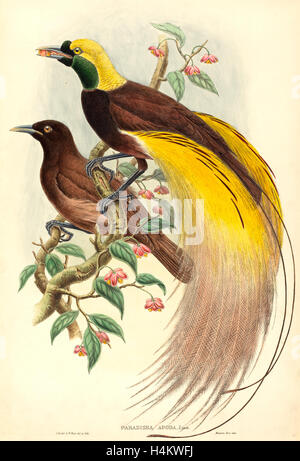 John Gould and W. Hart, British (1804-1881), Bird of Paradise (Paradisea apoda), published 1875-1888, hand-colored lithograph Stock Photo