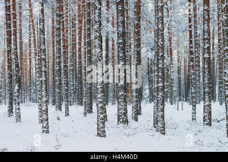 Pine tree trunks covered with snow, wintry background Stock Photo