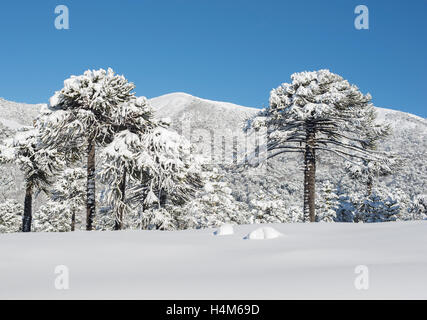 Bosques en Invierno, patagonia, Chile. Winter forest, Patagonia, Chile. Stock Photo