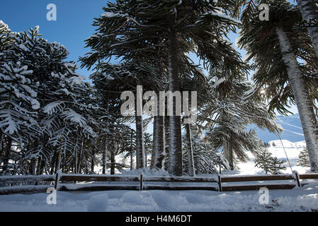 Bosques en Invierno, patagonia, Chile. Winter forest, Patagonia, Chile. Stock Photo