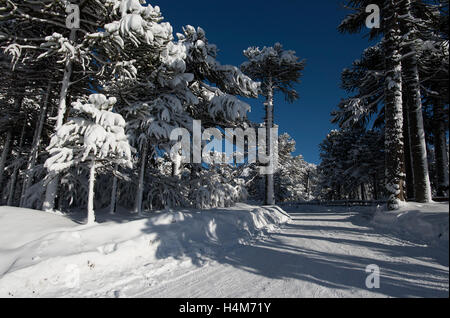 Bosques en Invierno, patagonia, Chile. Winter forest, Patagonia, Chile. Stock Photo