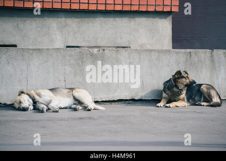 Two dogs laying down together against a concrete gray wall Stock Photo
