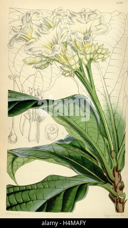 Botanical Print by Walter Hood  Fitch 1817 – 1892, W.H. Fitch  was an botanical illustrator and  artist, born in Glasgow Stock Photo