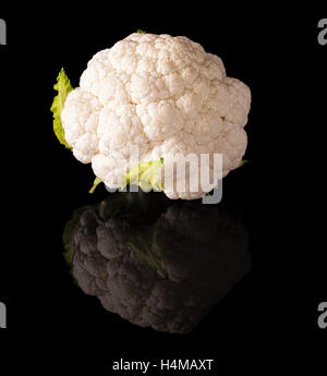 Cauliflower isolated on a black glossy background with real reflection Stock Photo