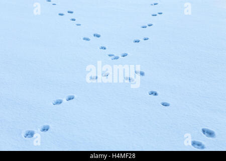 Animal footprints crossing in the snow Stock Photo