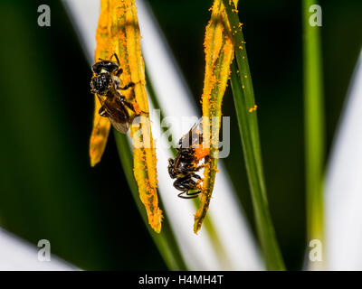 Stingless Bee on the pollen in the garden Stock Photo