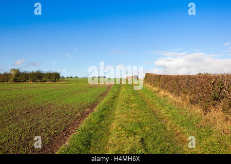 A grassy farm track between a hawthorn hedgerow and seedling cereal plants under a blue sky in autumn. Stock Photo