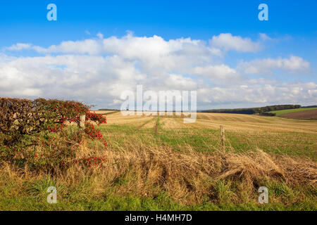 Autumn landscape with a  hawthorn hedgerow with red berries and views of the patchwork fields and woods of the Yorkshire wolds. Stock Photo