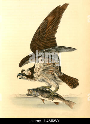 Original Audubon Havell Osprey or Fish Hawk, plate 81.