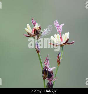 Blackgrass, Juncus gerardii, flower Stock Photo