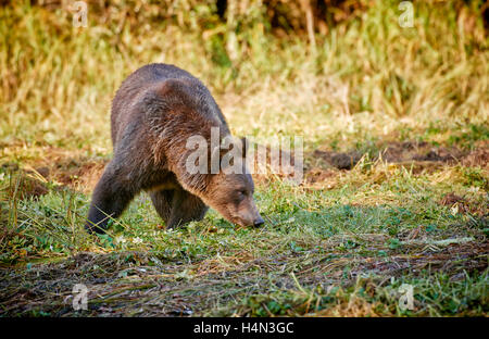 Grizzly bear, Ursus arctos horribilis, Great Bear Rainforest, Knight Inlet, Johnstone Strait, British Columbia, Canada