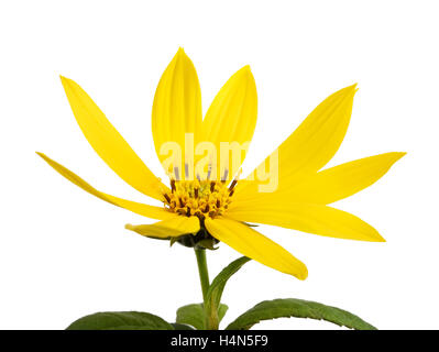 Jerusalem artichoke flower (topinambur) isolated on white Stock Photo