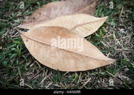Yellow leaf on field Stock Photo