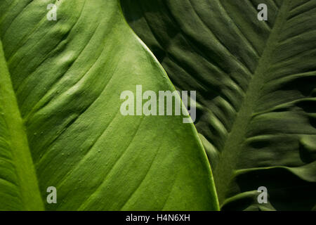 Green Leaves Stock Photo