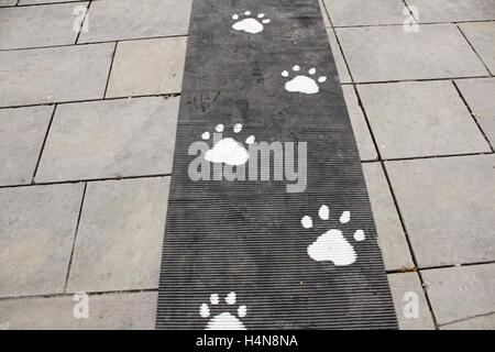 White dog footprints on urban land, animals and event Stock Photo