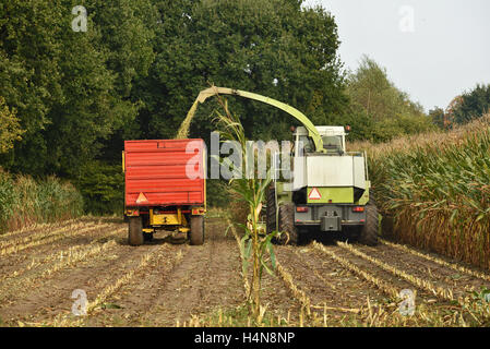 A forage harvester is busy harvesting cultivated fodder maize plants in the autumn season. Stock Photo