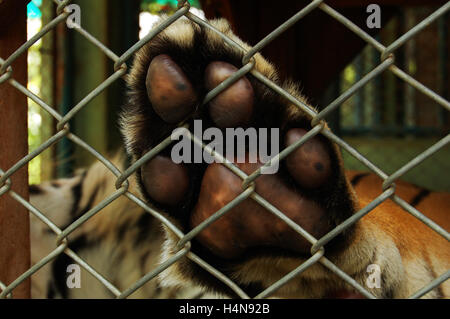 Tiger locked puts his paw brown with black spots against a fence in an act that arouses much compassion and empathy Stock Photo