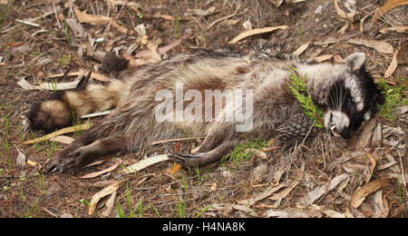 A Raccoon lying dead on a roadside after being hit by a car. Stock Photo