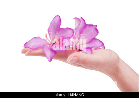 female hand with pink  flower isolated on white background Stock Photo