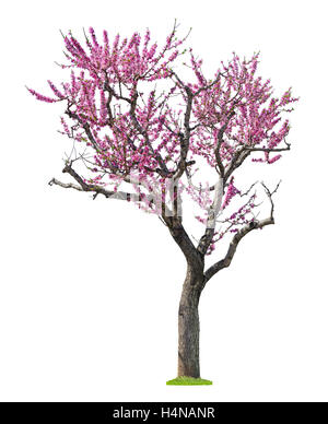 blossoming pink sacura tree isolated on white background Stock Photo