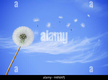 fluffy Dandelion flower with seeds blowing away on a blue sky background Stock Photo