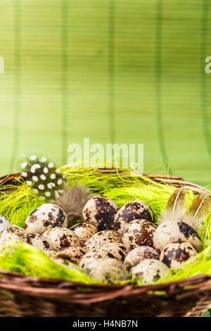 Quail eggs in artificial green nest Stock Photo