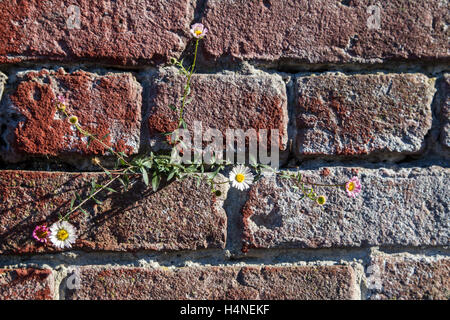 Daisies growing on a brick wall in downtown San Francisco, California, USA. Stock Photo