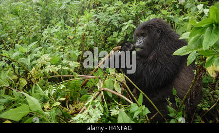 Mountain gorilla feeding in the forest Stock Photo