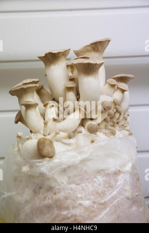 Close up of a bag of white mushrooms. Stock Photo
