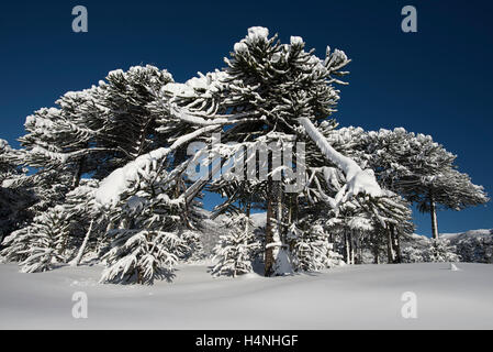 Bosques en Invierno, patagonia, Chile. Winter forest, Patagonia, Chile. Stock Photo