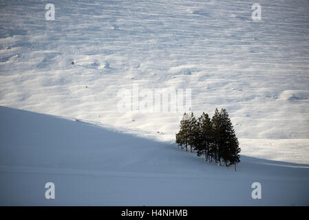 Bosques en Invierno, patagonia, Chile. Winter forest, Patagonia, Chile. Stock Photo