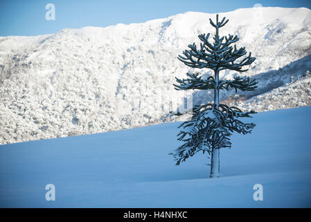 Bosques en Invierno, patagonia, Chile. Winter forest, Patagonia, Chile. Stock Photo