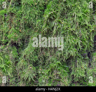 Moss and mold affect a wood panel Stock Photo