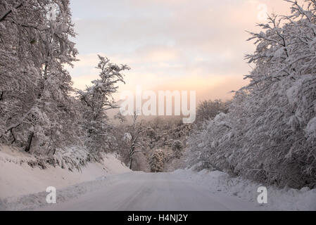 Bosques en Invierno, patagonia, Chile. Winter forest, Patagonia, Chile. Stock Photo