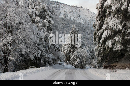 Bosques en Invierno, patagonia, Chile. Winter forest, Patagonia, Chile. Stock Photo