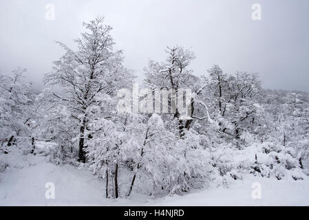 Bosques en Invierno, patagonia, Chile. Winter forest, Patagonia, Chile. Stock Photo