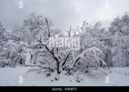 Bosques en Invierno, patagonia, Chile. Winter forest, Patagonia, Chile. Stock Photo