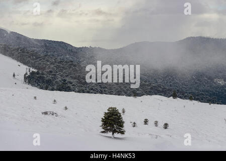 Bosques en Invierno, patagonia, Chile. Winter forest, Patagonia, Chile. Stock Photo