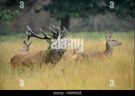 Calling red deer stag with does in the rain during the rutting season. Richmond Park, London, UK Stock Photo
