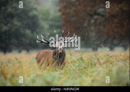 Calling red deer stag in the rain during the rutting season. Richmond Park, London, UK
